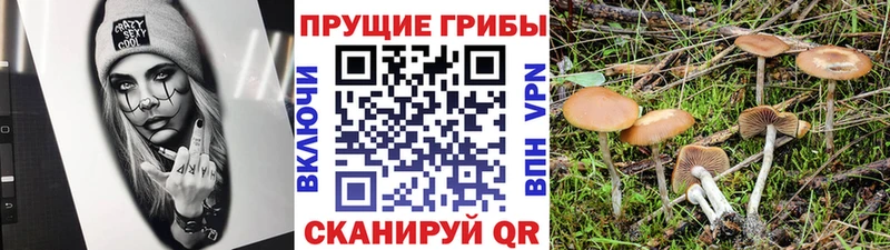 цены   Белая Холуница  мега как войти  Псилоцибиновые грибы MAGIC MUSHROOMS 